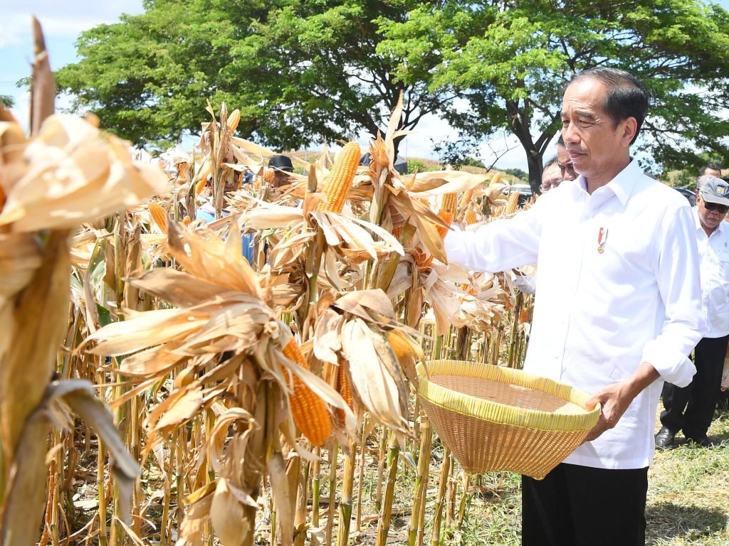 Tinjau Panen Jagung di Sumbawa, Presiden Jokowi Tekankan Pentingnya Keseimbangan Harga