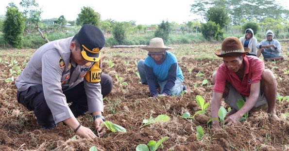 Melalui Kegiatan Tanam Tembakau Bersama Masyarakat, Polres Sumenep Dukung Peningkatan Ekonomi Petani