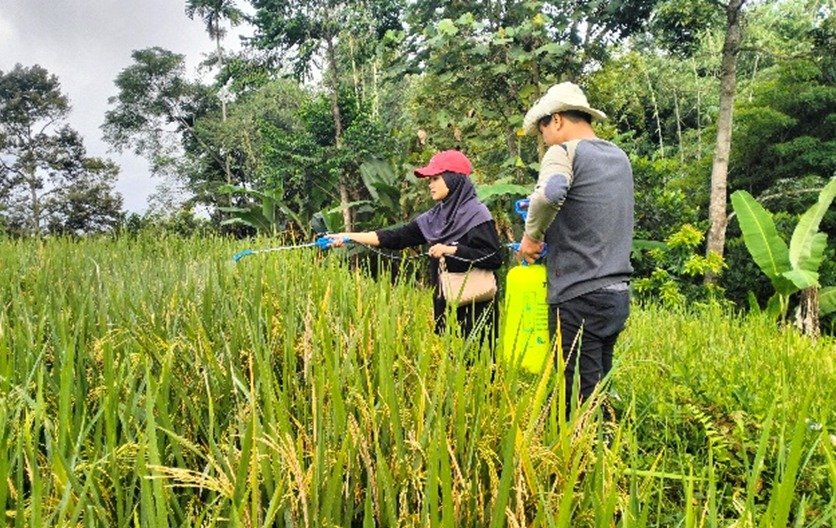 Lima Mahasiswa UNEJ Ciptakan Solusi Penurunan Produktivitas Beras Organik Akibat Serangan Hama