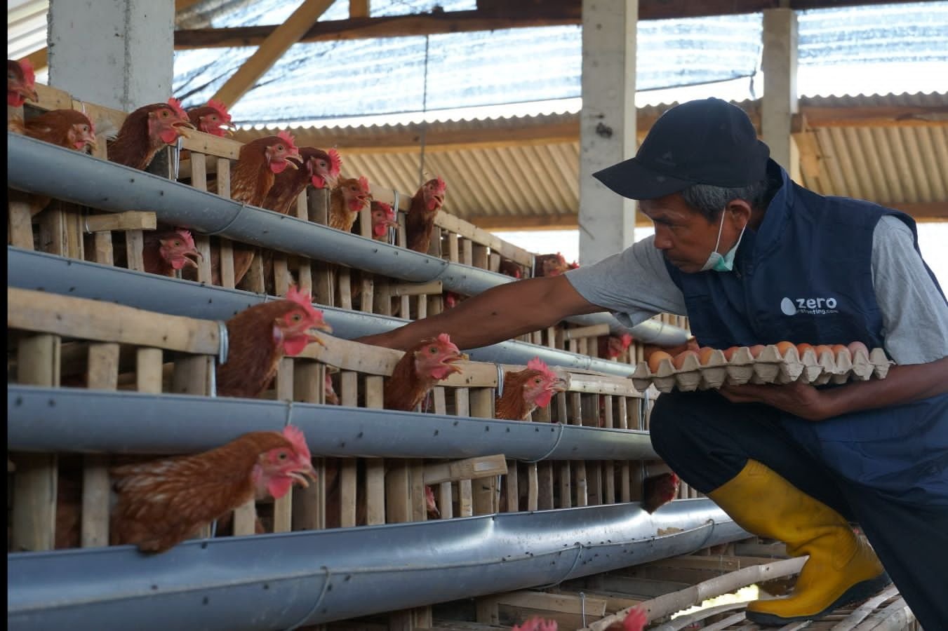 Dukung Pencegahan Stunting, PLN Berdayakan Peternak Ayam Petelur di Kabupaten Malang