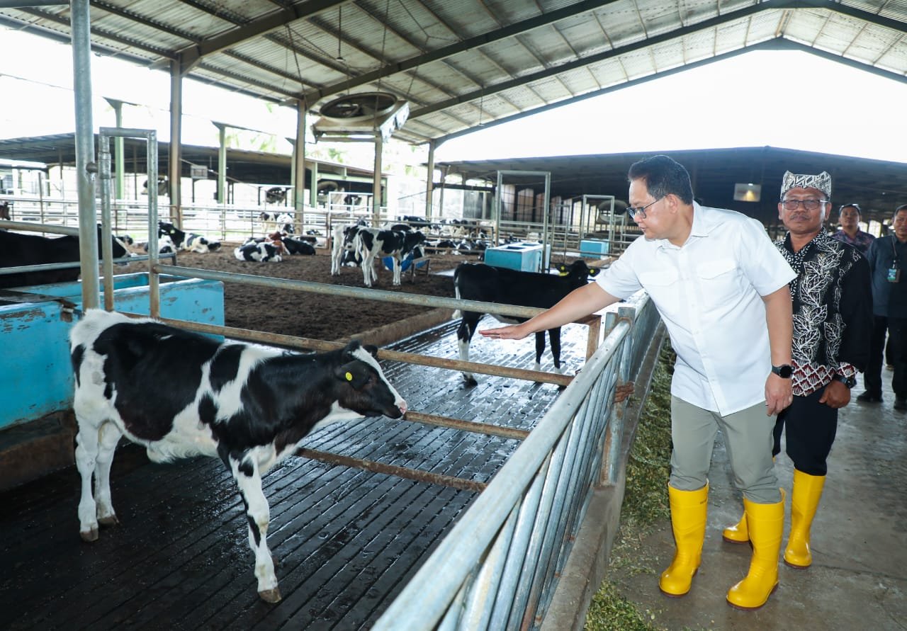 Pastikan Kecukupan Kebutuhan Daging dan Susu