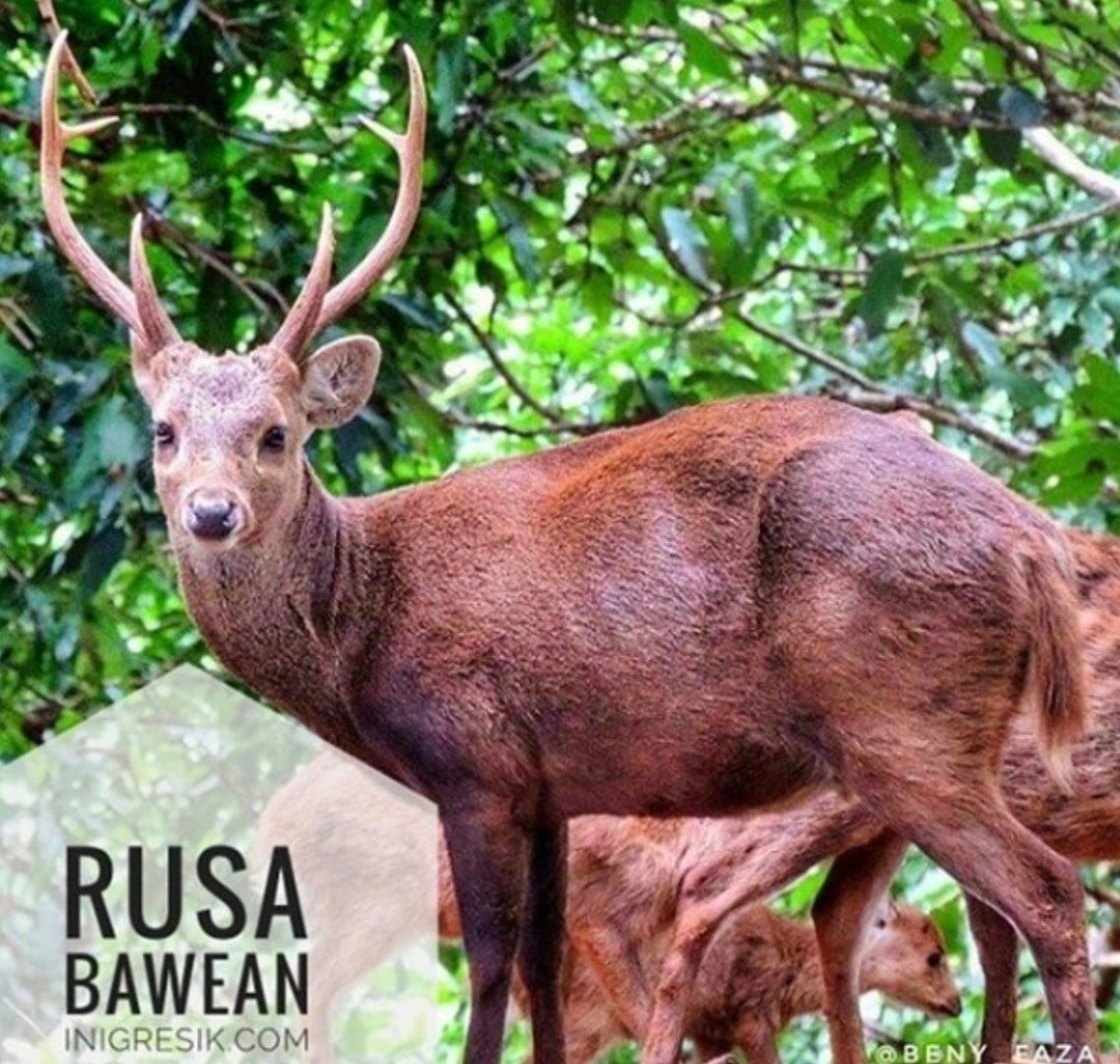 BKSDA Konservasi Rusa Bawean