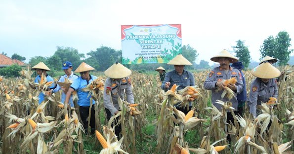 Dukung Ketahanan Pangan, Polres Bangkalan Bersama 3 Pilar Panen Jagung Tahap ke 2