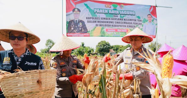 Gelorakan Swasembada Pangan, Kapolres Jember Ikut Panen Raya dan Tanam Jagung di Lojejer