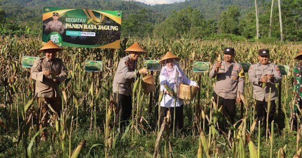 Polres Pacitan Bersama Warga Tani Panen Jagung Wujudkan Ketahanan Pangan Nasional