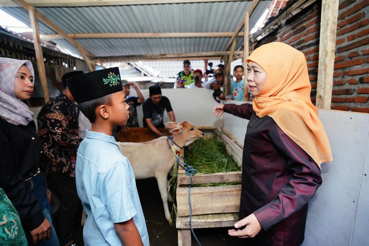 Gubernur Khofifah Wujudkan Cita-Cita Nanda Miliki Sepasang Anak Sapi