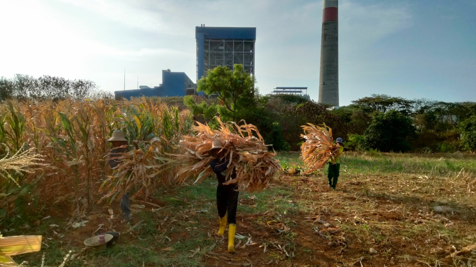 PLN Nusantara Power Manfaatkan Limbah Jagung di Tuban untuk Co-firing PLTU