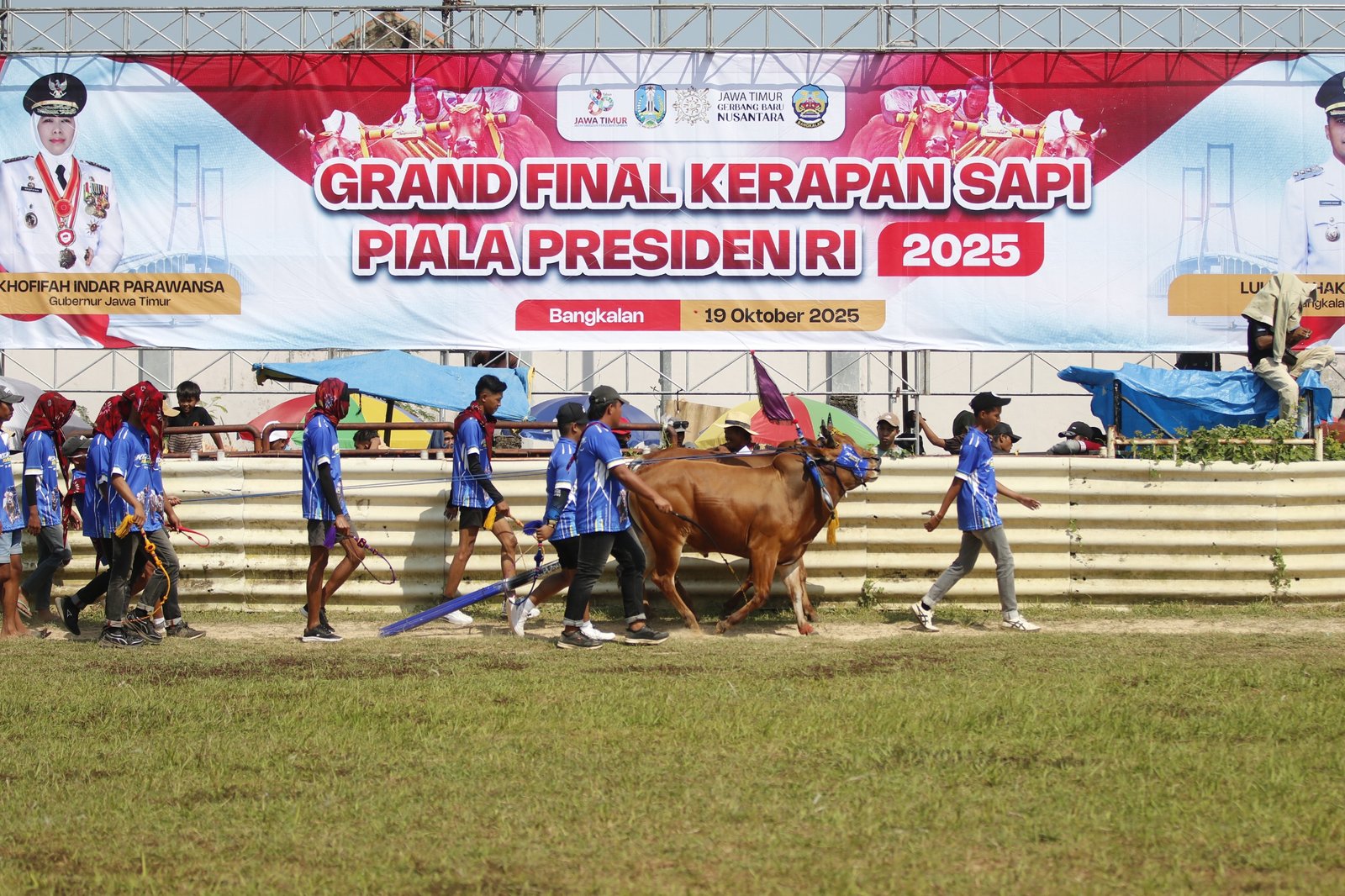 Sebanyak 24 Pasang Sapi Terbaik Berlaga di Karapan Sapi Piala Presiden 2025