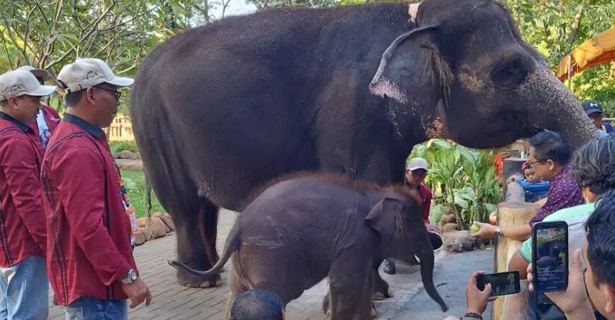 Soal Pawang Naik Gajak Usia Setahun, Pemkot Surabaya Panggil Manajemen KBS