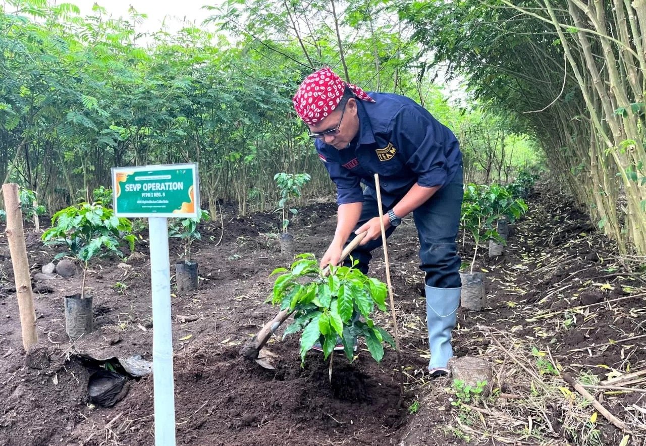 PTPN I Regional 5 Tanam Perdana 293,57 Hektare Kopi Arabika di Java Coffee Estate Bondowoso