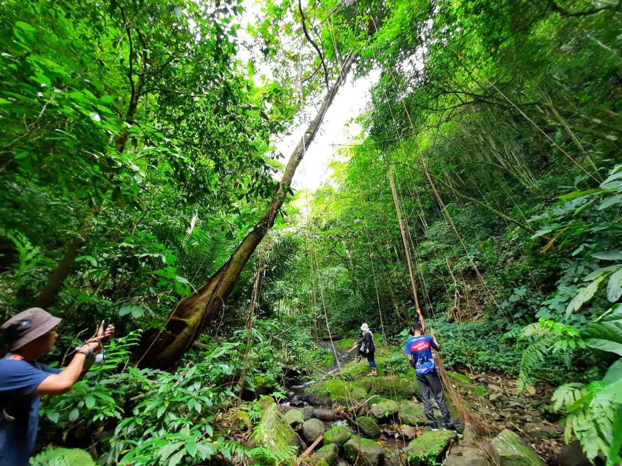 Anggota DPR RI Setuju Penambahan Polisi Hutan Untuk Perkuat Pengawasan Hutan