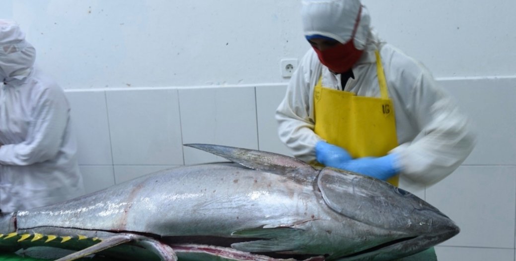 KKP Buka Peluang Tarif 0% Ekspor Tuna-Cakalang ke Jepang