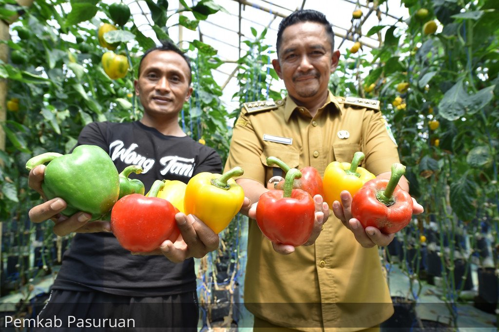 Kecamatan Tutur, Penghasil Paprika Terbesar dan Satu-Satunya di Jawa Timur