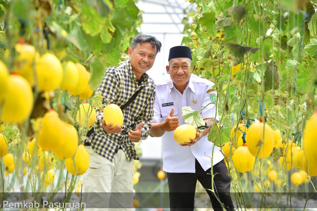 Asyiknya Berwisata Petik Melon Golden Kinanti di Desa Sumbergedang Pandaan