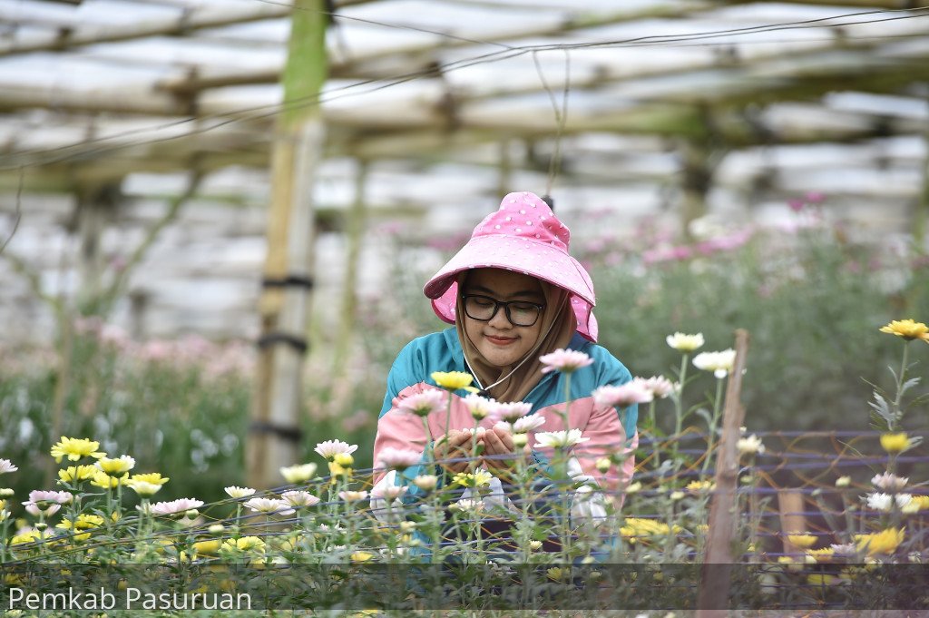 Produksi Krisan di Kecamatan Tutur Tetap Stabil Penuhi Pasar Nasional
