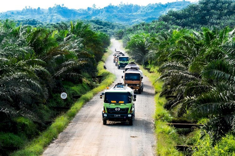 20 Tahun Terakhir, 2,9 Juta Hektare Hutan Beralih Fungsi, Didominasi Perkebunan Sawit, Tebu, dan Karet