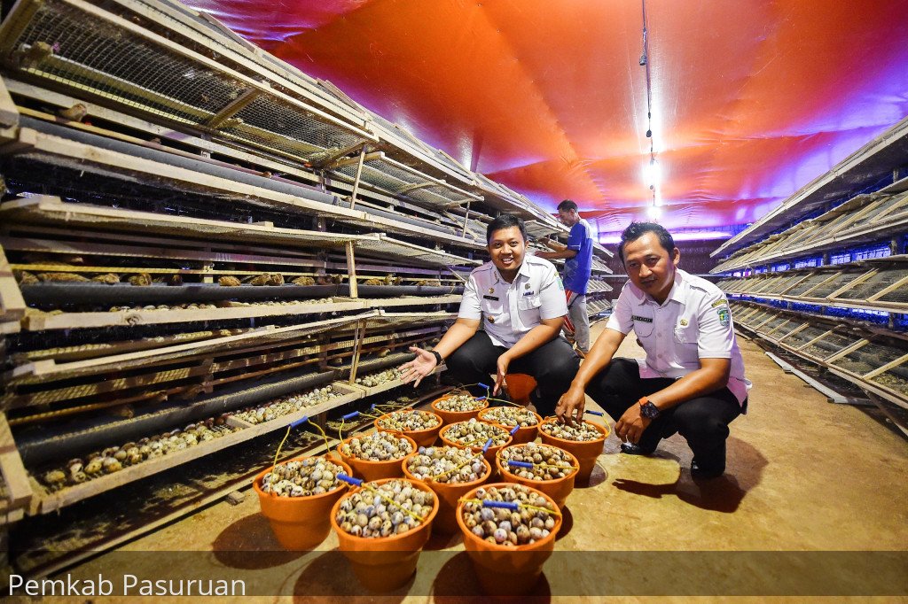 Budidaya Burung Puyuh di Desa Kandung, Kecamatan Winongan Sukses Hasilkan Omset Puluhan Juta Per Bulan