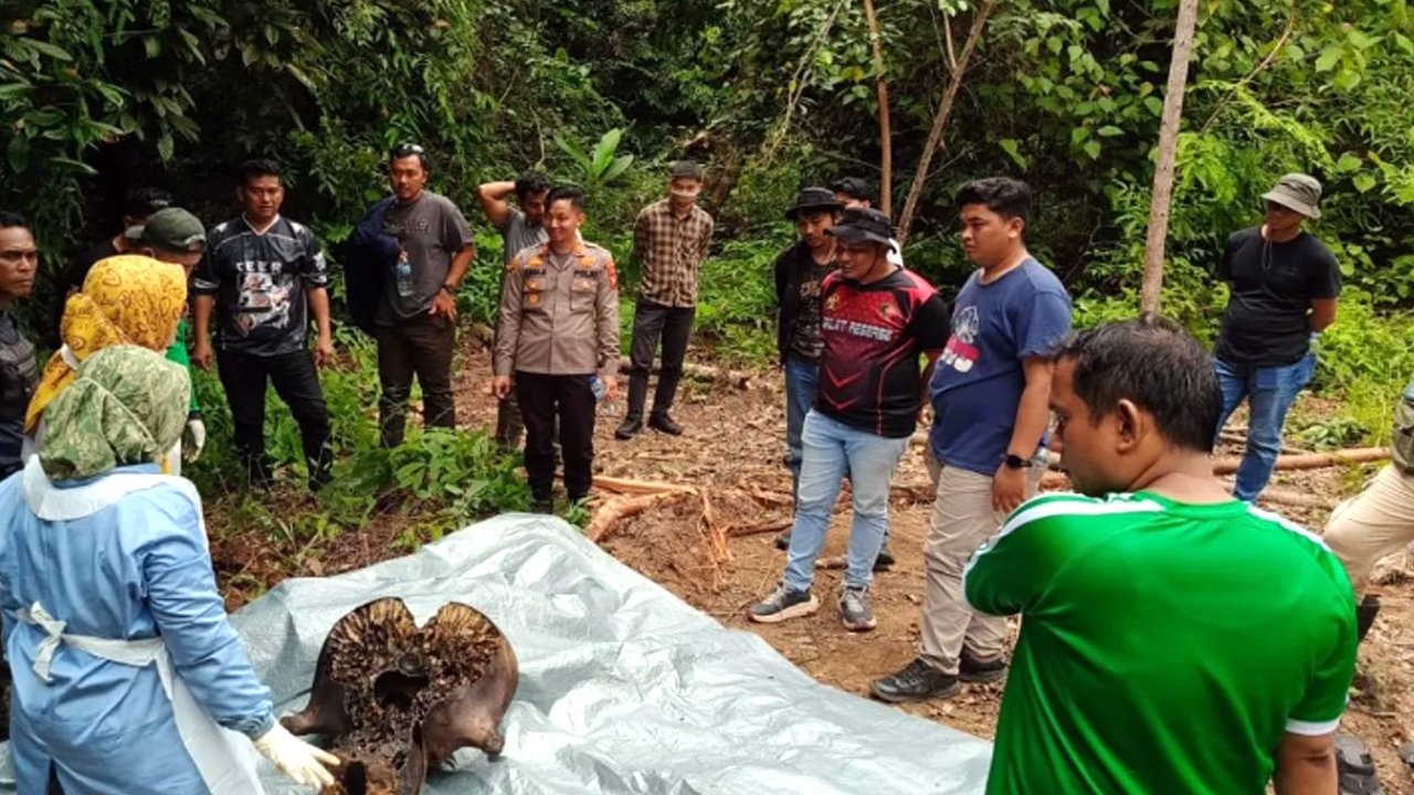 Terkait Gajah Mati di Riau, Kemenhut Panggil PT RAPP