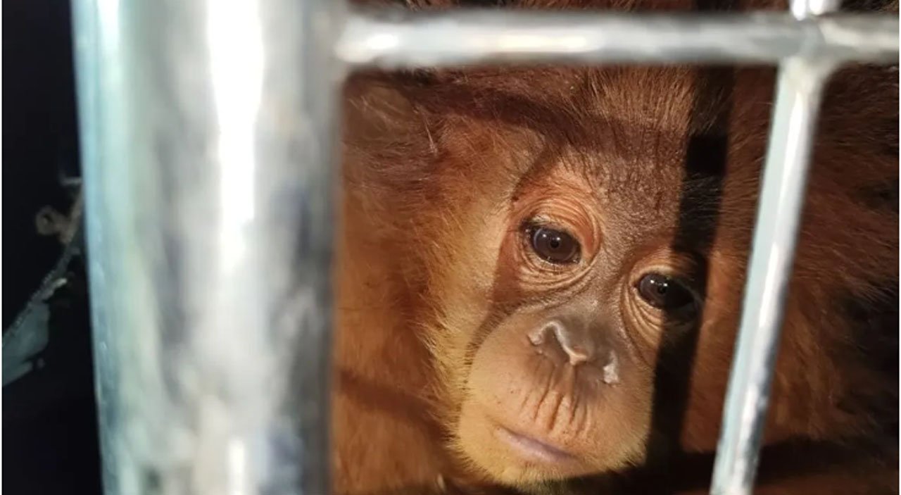 Kemenhut Berhasil Tangkap Penyelundup Satwa Dilindungi ke Thailand