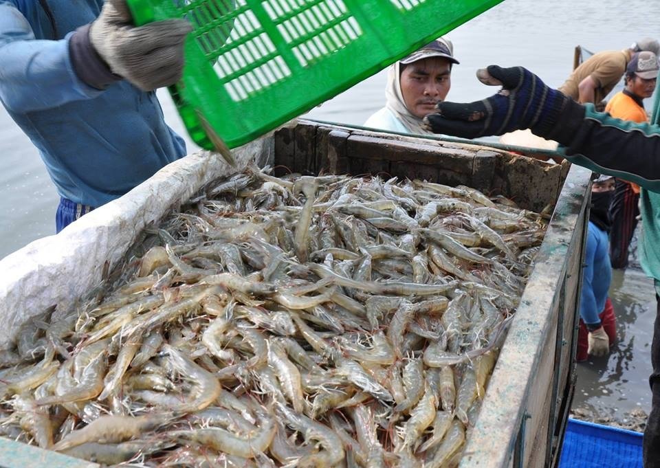 Ekspor Perikanan RI tahun 2025 Naik 5,2 Persen Capai Rp 105,5 Triliun