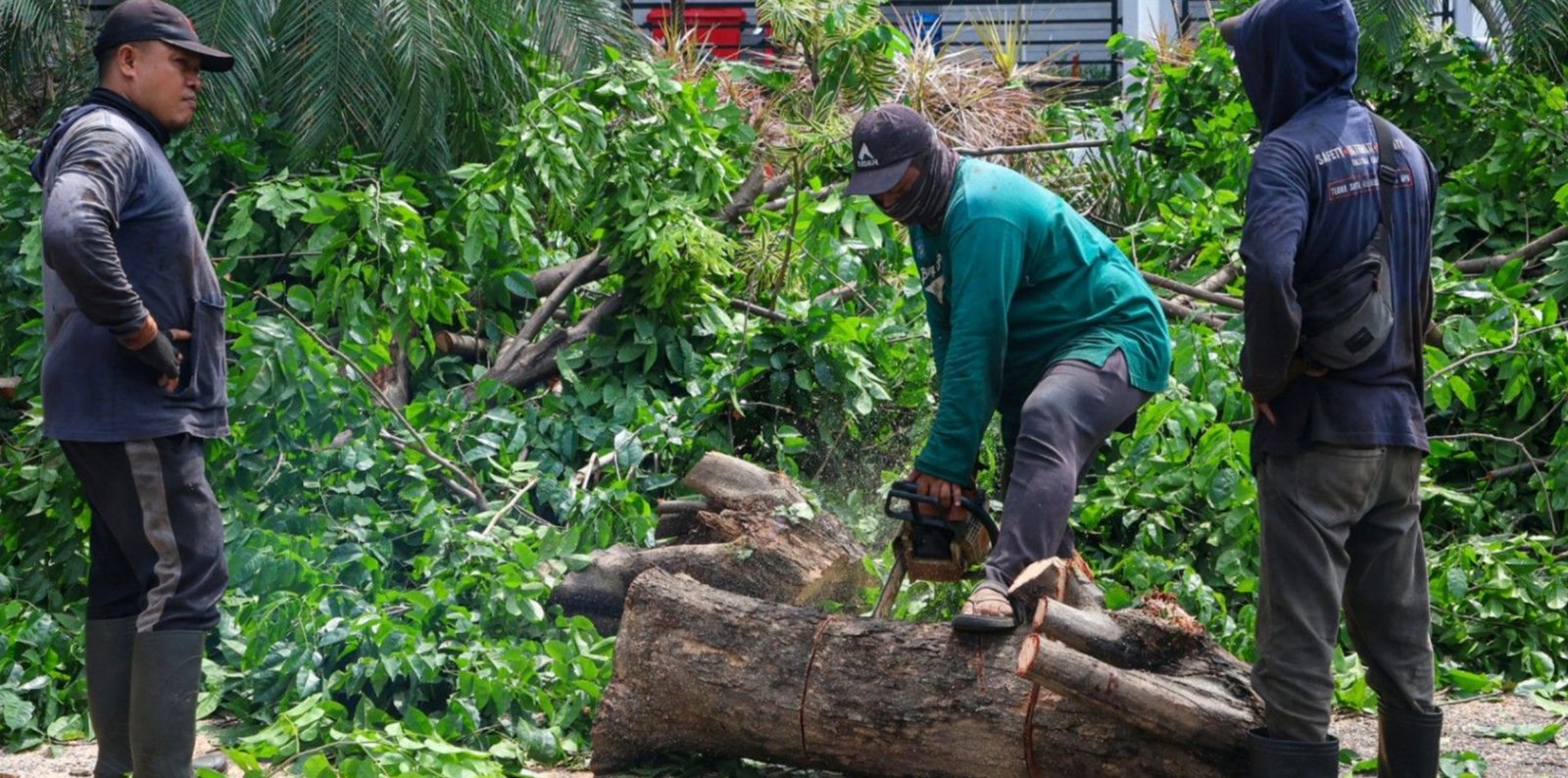 Cuaca Ekstrem, DLH Surabaya Perketat Pengawasan dan Perantingan Pohon