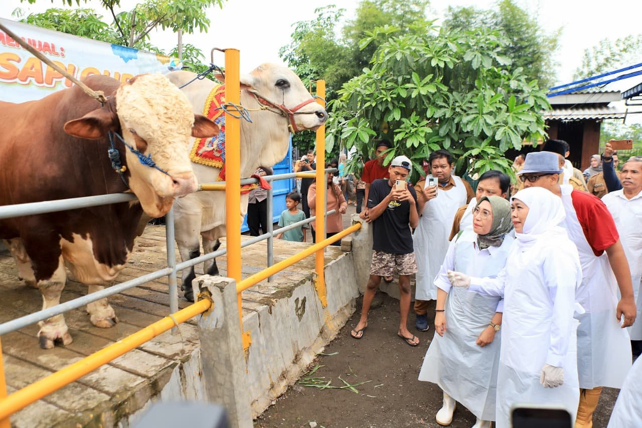 Stok Hewan Kurban Jatim Surplus, Capai 629 Ribu Sapi hingga 940 Ribu Kambing