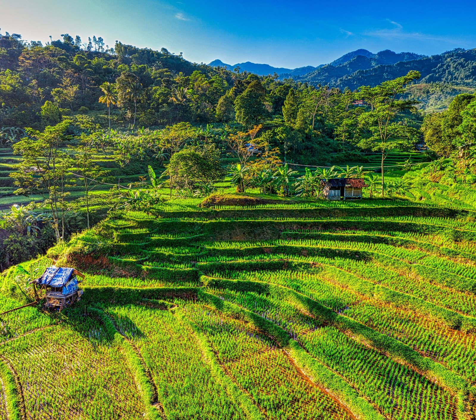 Batasi Alih Fungsi Sawah, Pemerintah Kebut Status LSD di 17 Provinsi