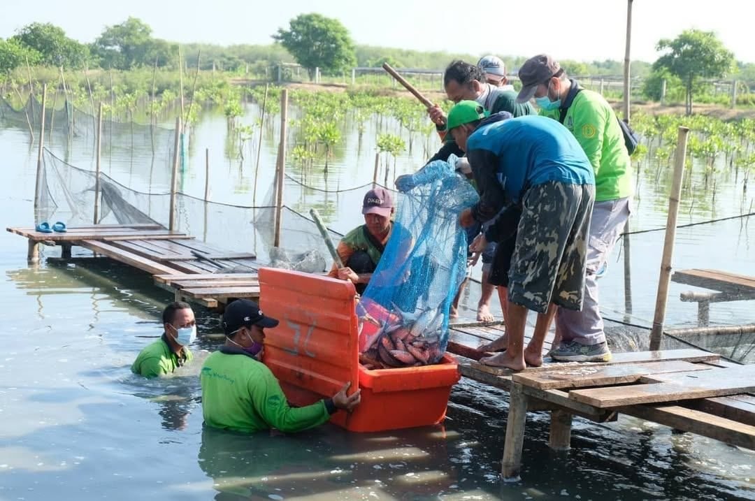BRIDA Surabaya Kembangkan Silvofishery untuk Tingkatkan Hasil Ikan