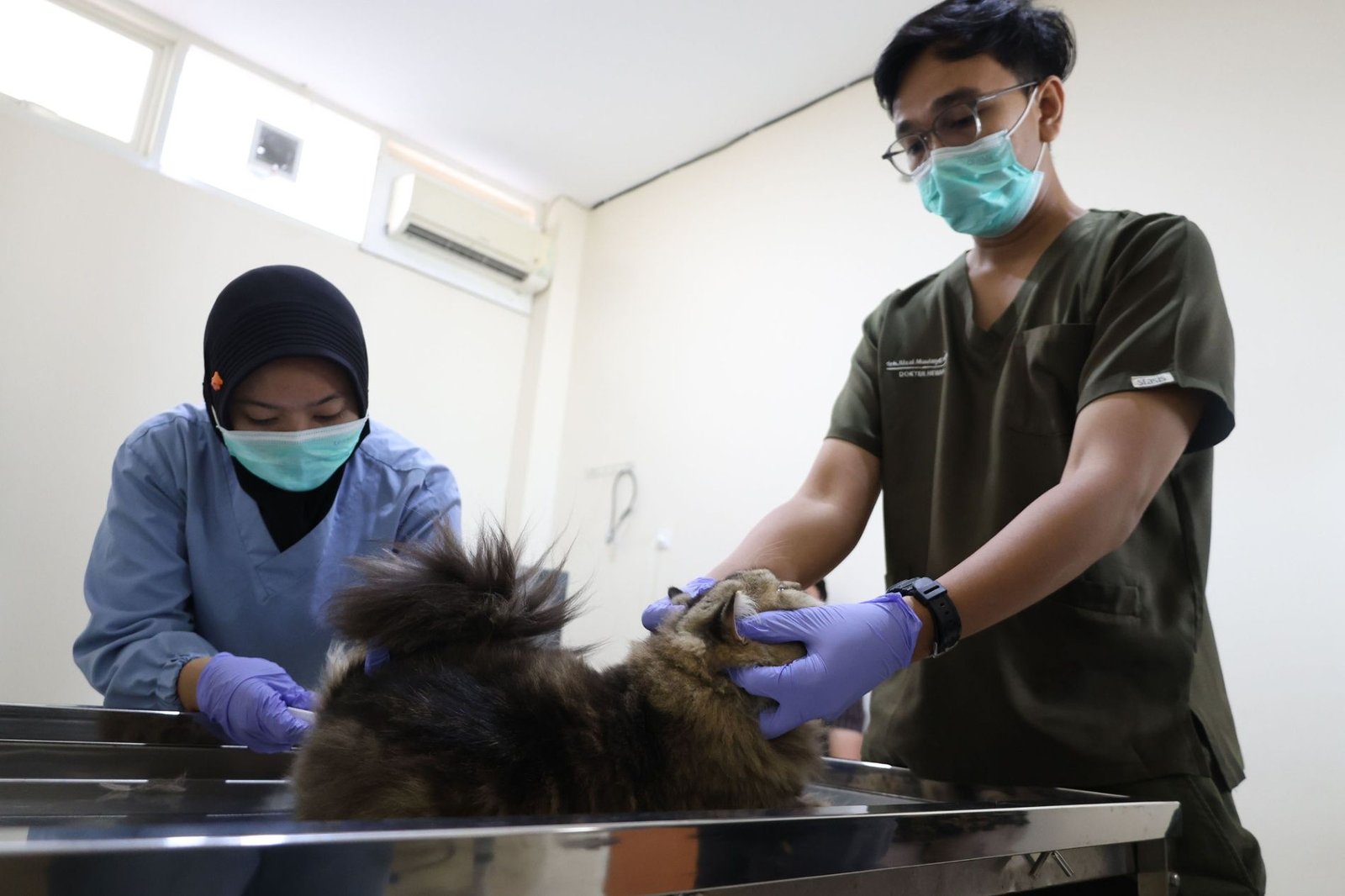 Pemkot Surabaya Buka Sterilisasi Gratis untuk 100 Kucing Lokal