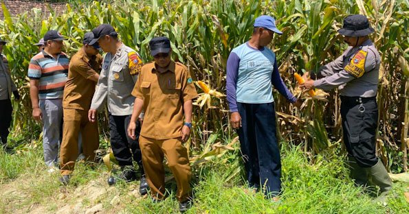 Polresta Sidoarjo Gelorakan Swasembada Pangan, Dampingi Warga Tani Kelola Jagung Hibrida