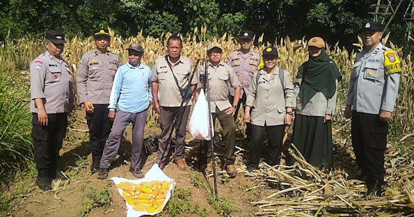 Panen Jagung, Polresta Malang Kota Perkuat Ketahanan Pangan Bersama Petani Kedungkandang